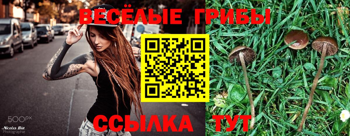 Будённовск  Псилоцибиновые грибы Cubensis  Вход с VPN 